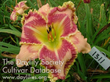 Daylily Your Grace Found Me
